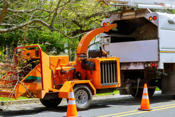 Professional Tree Services in Johnson City, TN