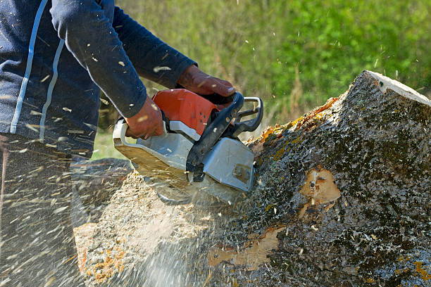 How Our Tree Care Process Works  in  Johnson City, TN